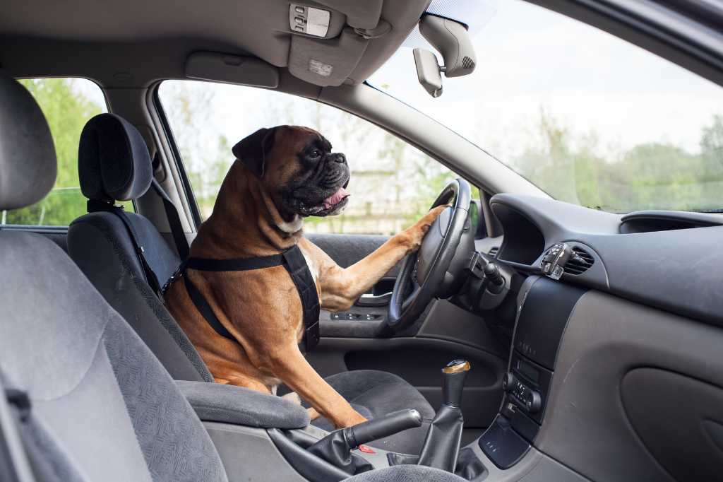 How to Stop Dogs from Chewing on Seat Belts: Solutions for Pet Owners